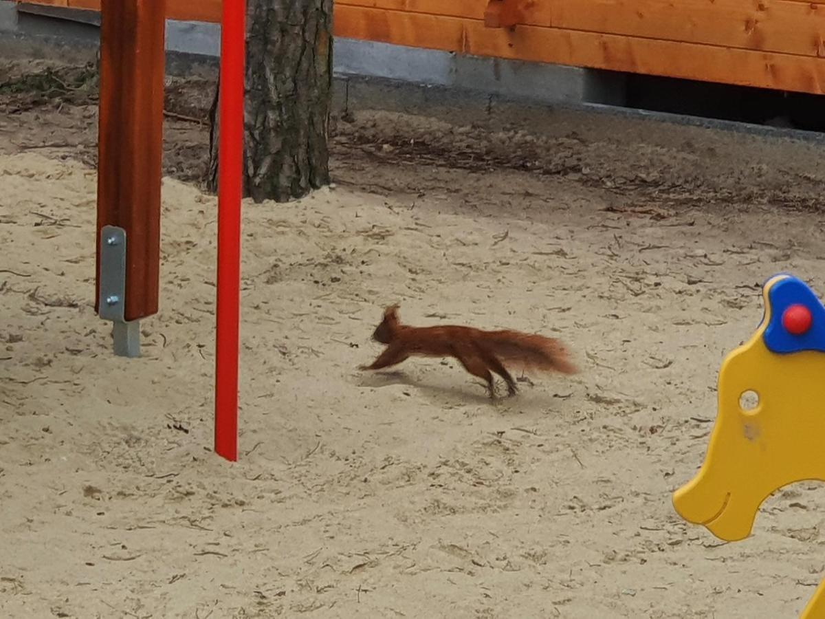 Domki Gromadka Wielen Zaobrzanski Exteriör bild